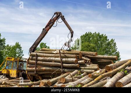 Baumstämme mit Holzkran auf einen Stapel laden. Forstbetrieb Logging Fahrzeug im Dienst. Holzindustrie und Auswirkungen auf die Umwelt. Stockfoto