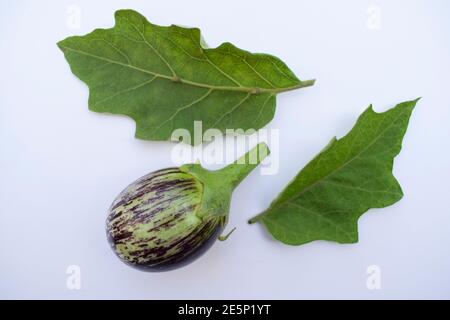 Brinjals, Auberginen oder Auberginen frisches indisches Gemüse oder Obst. Violett violett gefärbt mit weißen Streifen, runde oder kugelförmige Auberginen-Isol Stockfoto