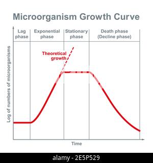 Wachstumskurve von Mikroorganismen. Ideale kinetische Kurve einer statischen Kultur von Mikroorganismen, wie Bakterien, Pilze, Algen, Protozoen und Viren. Stockfoto