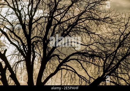 Baum ohne Blätter Detailansicht Stockfoto