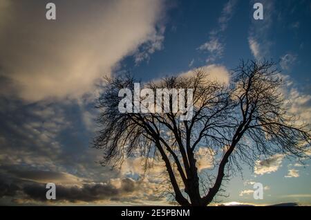 Baum ohne Blätter und Wolken bei Sonnenuntergang Stockfoto