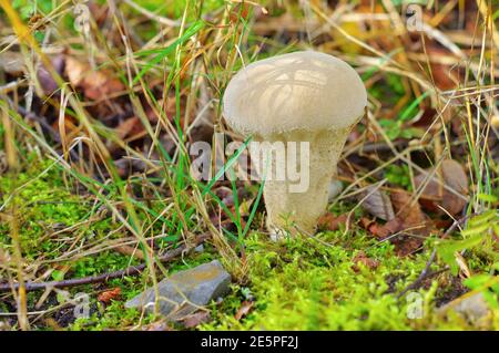 Single gemeinsamen Kugelkopf im Herbstwald Stockfoto