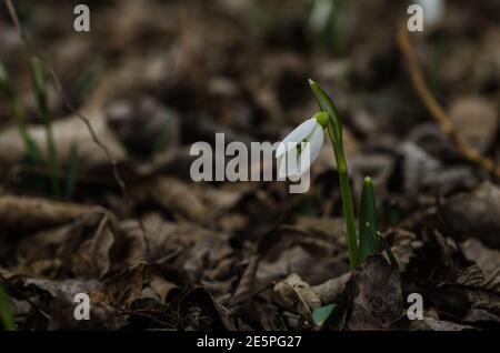 Einzelner Schneeglöß, der im Waldboden wächst Stockfoto