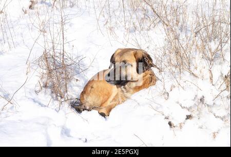 Obdachloser trauriger Hund liegt im Schnee draußen. Tiere brauchen Heimkonzept Stockfoto