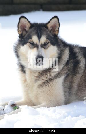 Alaskan Malamute liegt im Schnee und schaut direkt in die Kamera Stockfoto