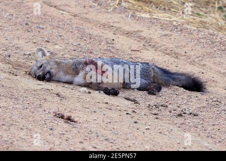 Gewöhnlicher zorro (Cerdocyon thous) Auf einer Barro-Straße im Landesinneren von Bahia getötet Stockfoto