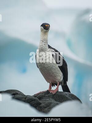 Antarktischer Shag oder Kormoran (Leucocarbo bransfieldensis) Stockfoto