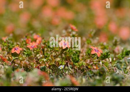 Scarlet Pimpernel wilde Blume Stockfoto