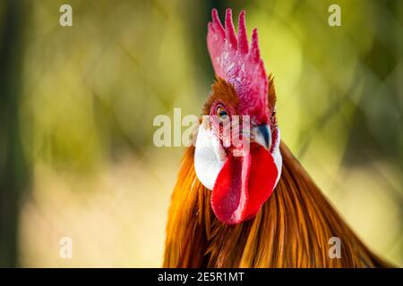 (Selektiver Fokus) atemberaubende Nahaufnahme eines Hahns, der auf einer Farm in Italien grast. Porträt eines schönen und eleganten Hahn auf einem unscharfen Hintergrund. Stockfoto