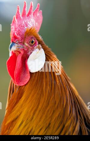 (Selektiver Fokus) atemberaubende Nahaufnahme eines Hahns, der auf einer Farm in Italien grast. Porträt eines schönen und eleganten Hahn auf einem unscharfen Hintergrund. Stockfoto