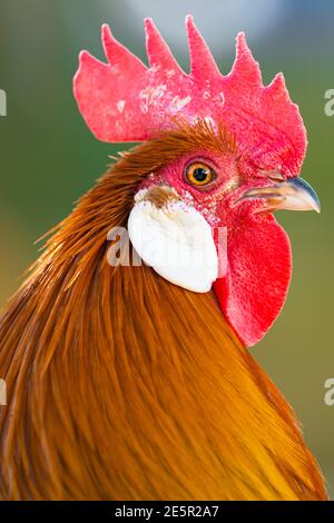 (Selektiver Fokus) atemberaubende Nahaufnahme eines Hahns, der auf einer Farm in Italien grast. Porträt eines schönen und eleganten Hahn auf einem unscharfen Hintergrund. Stockfoto