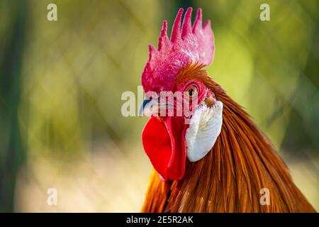 (Selektiver Fokus) atemberaubende Nahaufnahme eines Hahns, der auf einer Farm in Italien grast. Porträt eines schönen und eleganten Hahn auf einem unscharfen Hintergrund. Stockfoto