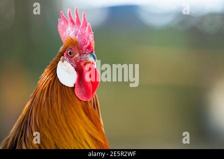 (Selektiver Fokus) atemberaubende Nahaufnahme eines Hahns, der auf einer Farm in Italien grast. Porträt eines schönen und eleganten Hahn auf einem unscharfen Hintergrund. Stockfoto