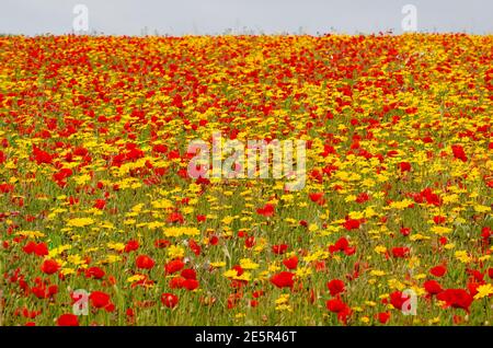 Meer von Mohnblumen und Ringelblumen Stockfoto