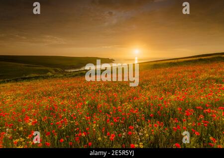 Sonnenuntergang über einem Meer aus Mohnblumen und Ringelblumen Stockfoto