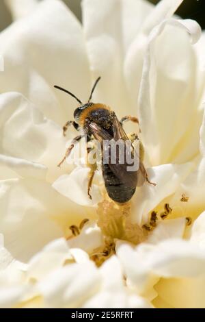 Frühe Bergbaubiene (Andrena haemorrhoe) besucht die Opiummohn-Blüte und sammelt Pollen in der Corbicula, Berkshire, Juni Stockfoto