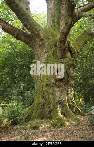 Großer Stamm einer alten Eiche (Quercus robur) im Wald mit Moos, die einen großen Teil der Rinde bedeckt, Berkshire, September Stockfoto