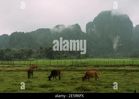 Vier braune Kühe grasen auf üppigem, grünem Ackerland vor scharfen Berggipfeln in Vang Vieng, Laos. Stockfoto