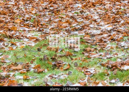 Trockene Ahornblätter auf dem grünen Gras unter dem ersten Schnee im herbstlichen Stadtpark. Stockfoto