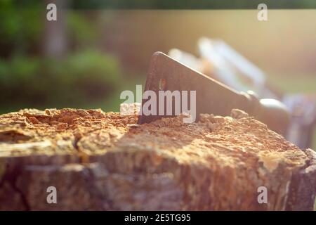 Ein goldenes Stundenporträt einer Holzspaltklinge, die in einem Stück Holz steckt. Der rostige Häcksler hat einen Holzgriff und wird tief in den Baumstumpf gesteckt. Stockfoto