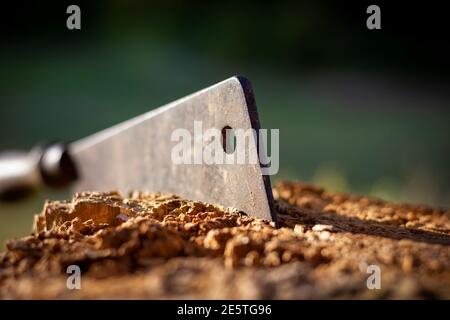 Ein Nahaufnahme-Porträt eines Holzspalters, der in einem Stück Holz steckt. Der Metallhäcksler hat einen hölzernen Handgriff und steckt in einem Holzstumpf fest. Stockfoto