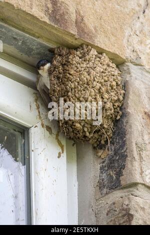 Haus martin (Delichon urbica) in Nest, Northumberland, Großbritannien, Stockfoto