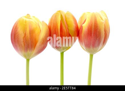 Nahaufnahme der Blütenköpfe von drei schönen Pink Und Gelbe Tulpen vor einem schlichten weißen Hintergrund Stockfoto