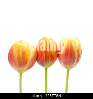 Nahaufnahme der Blütenköpfe von drei schönen Pink Und Gelbe Tulpen vor einem schlichten weißen Hintergrund Stockfoto