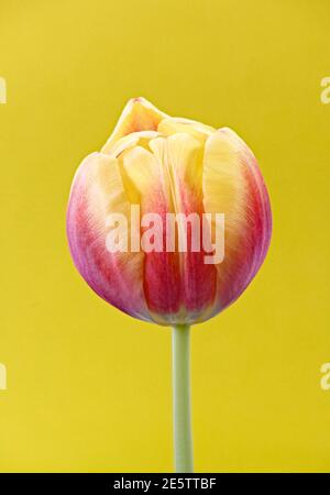Nahaufnahme des Blütenkopfes eines einzelnen schönen Pink Und Yellow Tulip vor einem schlichten gelben Hintergrund Stockfoto