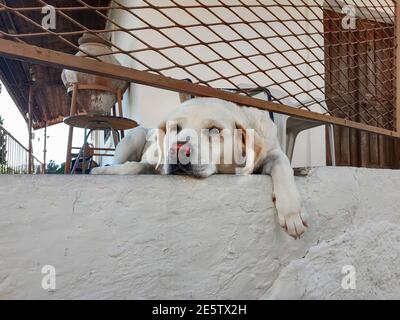 White labrador liegt auf der Veranda mit seiner Pfote nach unten, Nahaufnahme Stockfoto