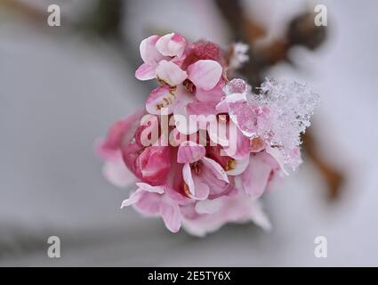 Schnee auf Winter Schneeball Blumen Stockfoto