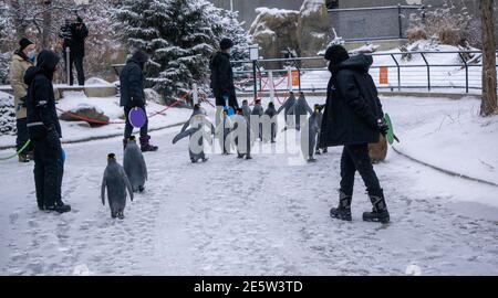 Königspinguine Stockfoto
