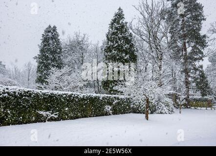 Ein vorstädtischer Vorgarten mit Hecken und Tannen, die im Winter bei starkem Schneefall in Woking, Surrey, Südostengland, mit Schnee bedeckt sind Stockfoto