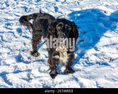 Arbeitend Cocker Spaniel Hund mit schwarzen Haaren und weißer Brust in schneebedeckten Landschaft Blick mit wachsam Ausdruck auf seinem Gesicht. Stockfoto
