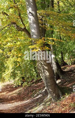 Seeweg mit Buchen im Herbst Stockfoto