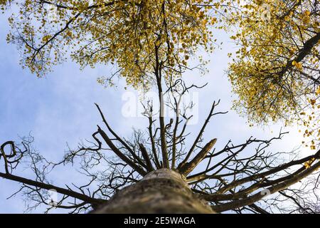 Herbstbäume - Ansicht von unten, gelbe Folliage Stockfoto