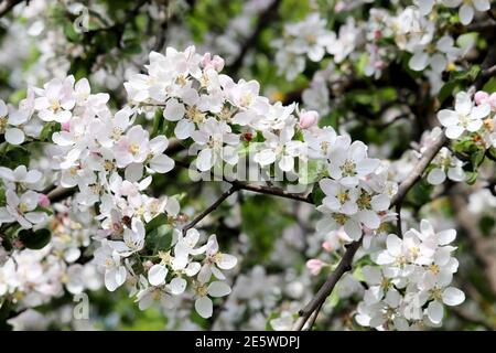 Apfelblüte, Frühlingsblumen mit bunten weißen und rosa Blütenblättern auf einem Ast. Apfelbaum im Obstgarten auf verschwommenem Hintergrund, weiche Farben Stockfoto