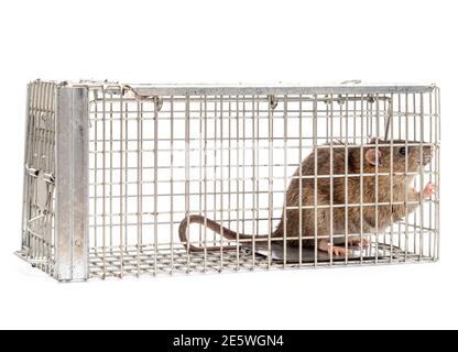 Ratte in humaner Falle gefangen Stockfoto