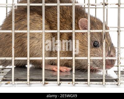 Ratte in humaner Falle gefangen Stockfoto