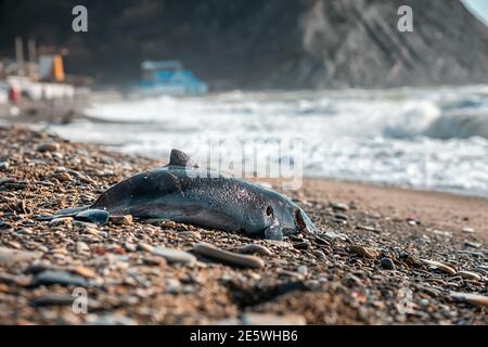 Eine Leiche eines toten kleinen Delphins liegt, von den Wellen hochgespült, am Ufer. Das Konzept der Wilderei und Umweltkatastrophe. Speicherplatz kopieren. Stockfoto