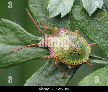 Weißdorn Shieldbug Nymphe (Acanthosoma haemorrhoidale) Weißdorn-Blätter. Tipperary, Irland Stockfoto