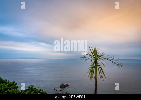 Meer und Horizont und Tatty Kohlbaum auf Mount Maunganui am bewölkten Morgen vor Sonnenaufgang. Stockfoto