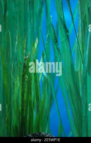 Sea Grass im Newport Aquarium, Newport, KY Stockfoto