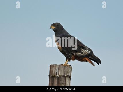 Jackal Buzzard (Buteo rufofuscus) Erwachsener thront auf Post Dullstroom, Südafrika November Stockfoto