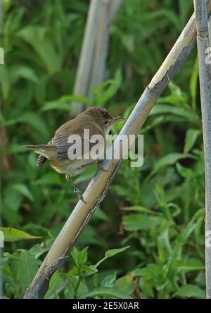 Kleiner Sumpfsänger (Acrocephalus gracilirostris gracilirostris) Erwachsener klammert sich an Schilf-Wakkerstroom, Südafrika November Stockfoto