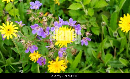 Hochalpine Blumen in den Vogesen Stockfoto