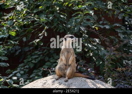 Erdmännchen in einer erhöhten Position beobachten Stockfoto