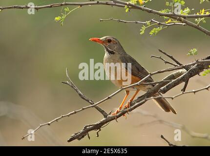 Kurrichane Thrush (Turdus libonyanus libonyanus) Erwachsener auf dem Zweig Kruger NP, Südafrika November Stockfoto