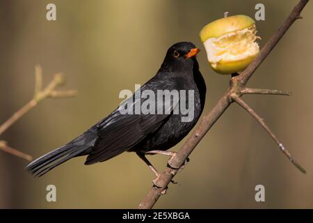 Blackbird, (Turdus merula) Fütterung von Apfel, UK Stockfoto