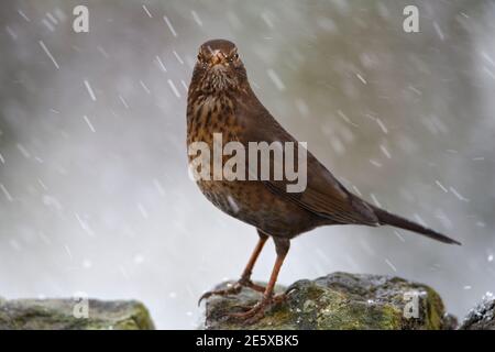 Amsel (Turdus merula) Weibchen im Wintergarten, UK Stockfoto